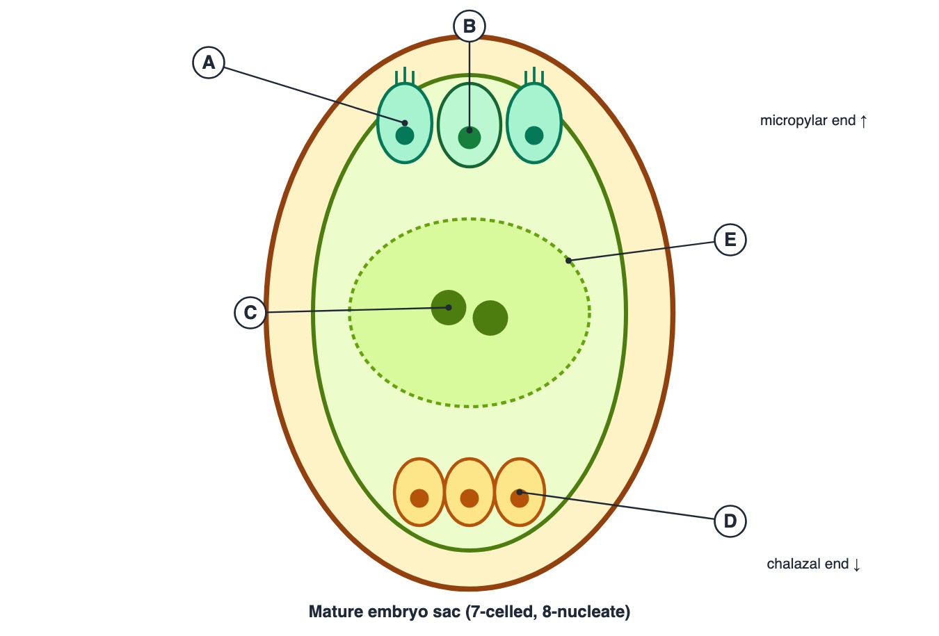 Mature embryo sac with parts labelled A to E
