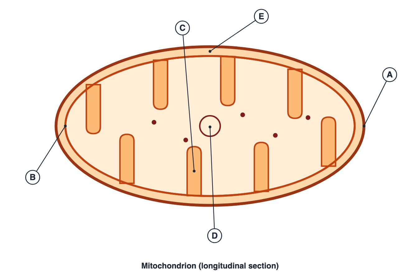 Mitochondrion with parts labelled A to E