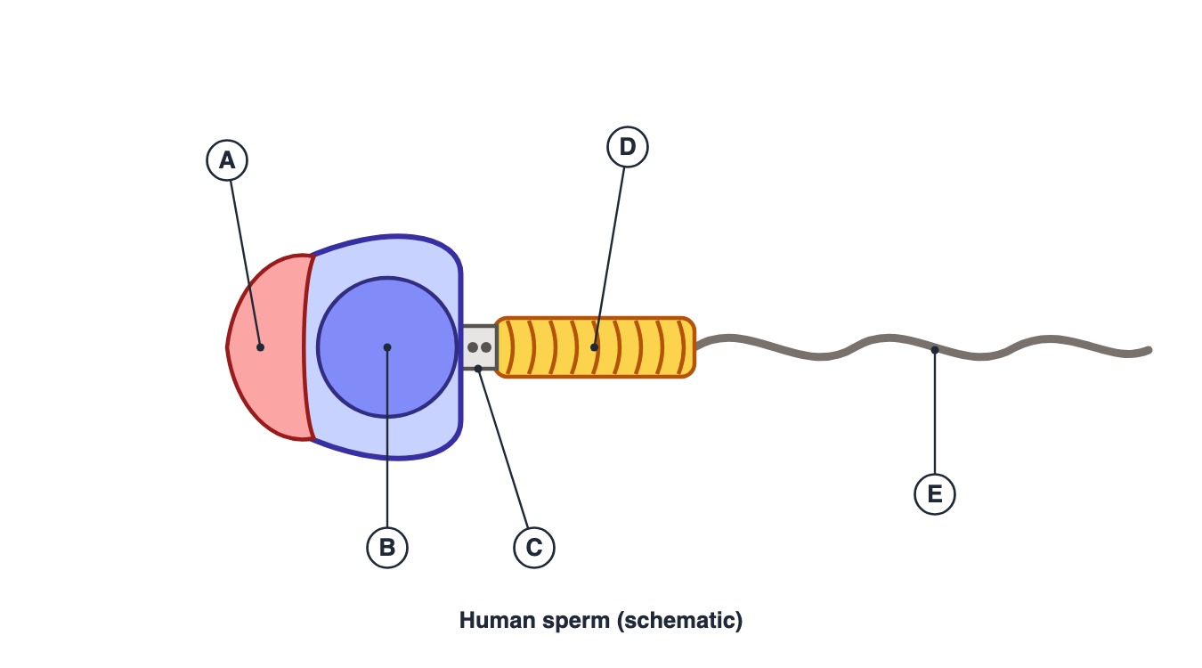 Human sperm with parts labelled A to E