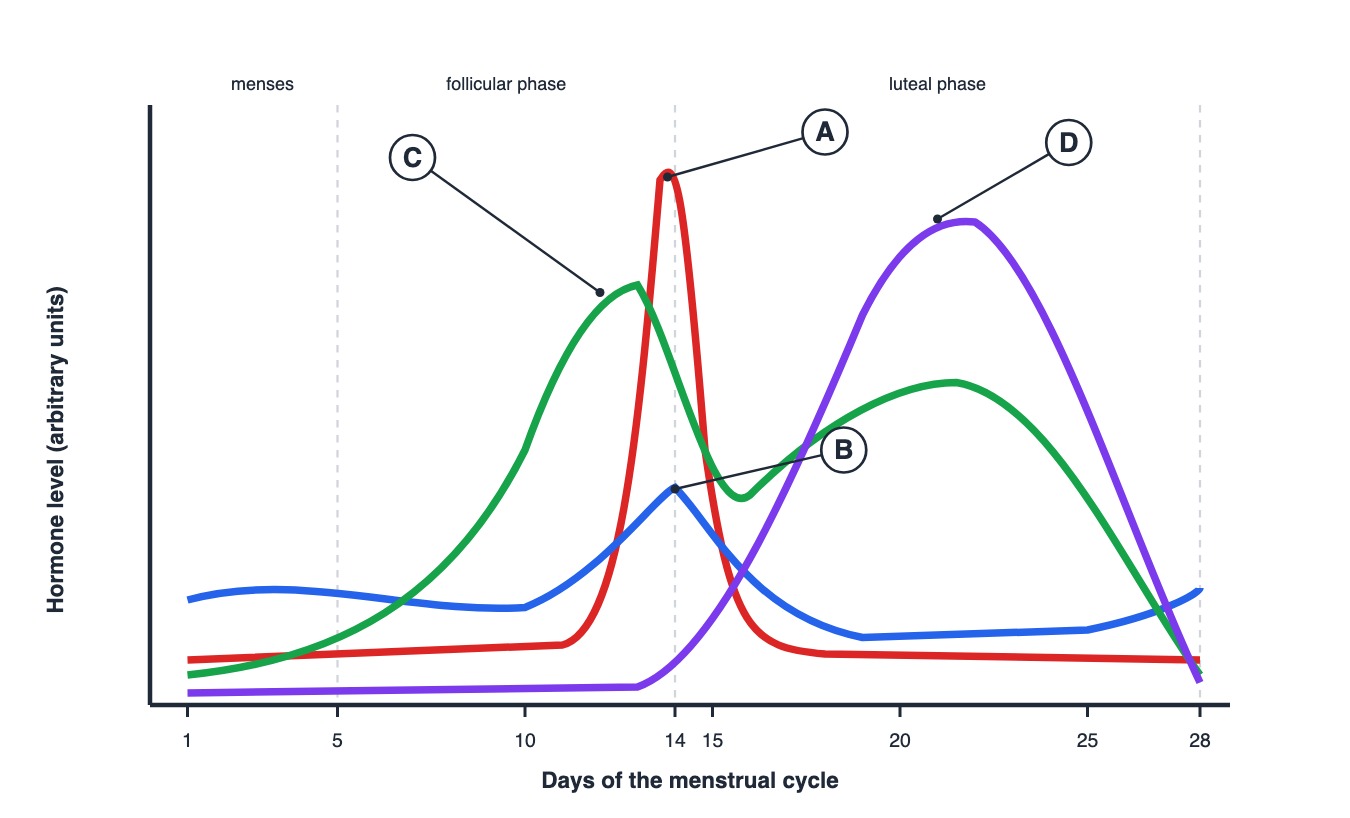 Hormone levels during the menstrual cycle, curves labelled A to D