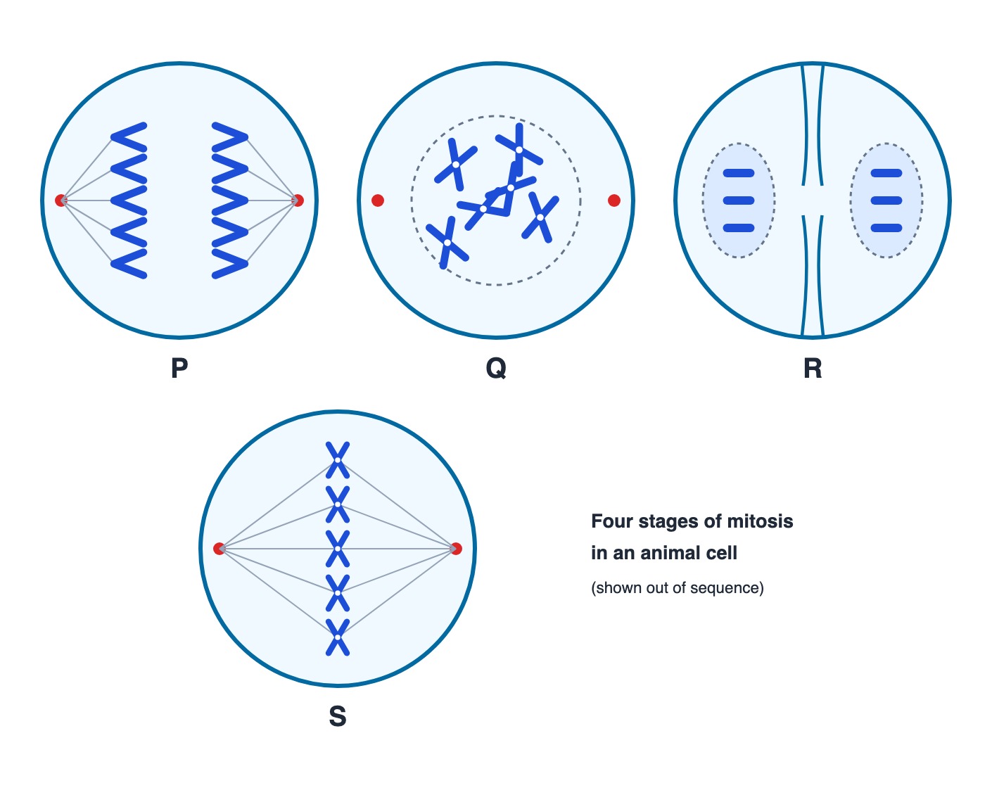 Four stages of mitosis labelled P, Q, R and S